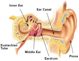 external-middle-inner-ear-tinnitus-specialist-nyc-01