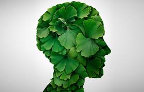 ginko-biloba-and-tinnitus-symptom-relief-nyc-therapist-skype-02