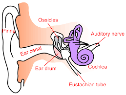 ringing-in-the-ears-tinnitus-info-01
